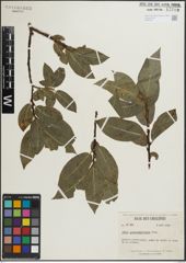 Foto von Salix glaucophylloides Fernald